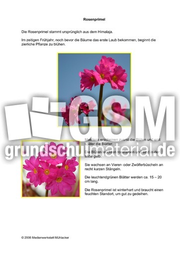 Rosenprimel.pdf